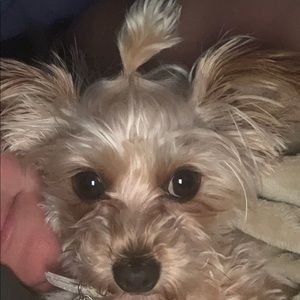 Meet your Posher, Rachel